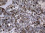 PCNA Antibody in Immunohistochemistry (Paraffin) (IHC (P))