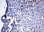 PCNA Antibody in Immunohistochemistry (Paraffin) (IHC (P))