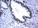 PCNA Antibody in Immunohistochemistry (Paraffin) (IHC (P))