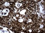 PCNA Antibody in Immunohistochemistry (Paraffin) (IHC (P))