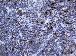 PCNA Antibody in Immunohistochemistry (Paraffin) (IHC (P))