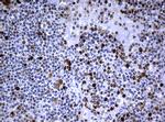 PCNA Antibody in Immunohistochemistry (Paraffin) (IHC (P))