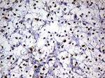 PCNA Antibody in Immunohistochemistry (Paraffin) (IHC (P))