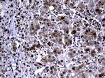 PCNA Antibody in Immunohistochemistry (Paraffin) (IHC (P))