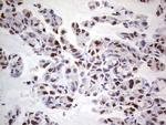 PCNA Antibody in Immunohistochemistry (Paraffin) (IHC (P))