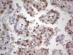 PCNA Antibody in Immunohistochemistry (Paraffin) (IHC (P))