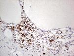 PCNA Antibody in Immunohistochemistry (Paraffin) (IHC (P))