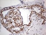 PCNA Antibody in Immunohistochemistry (Paraffin) (IHC (P))