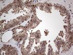 PCNA Antibody in Immunohistochemistry (Paraffin) (IHC (P))