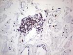 PCNA Antibody in Immunohistochemistry (Paraffin) (IHC (P))