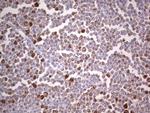 PCNA Antibody in Immunohistochemistry (Paraffin) (IHC (P))