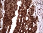 PCNA Antibody in Immunohistochemistry (Paraffin) (IHC (P))