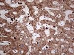 PCNA Antibody in Immunohistochemistry (Paraffin) (IHC (P))