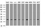 PCNA Antibody in Western Blot (WB)