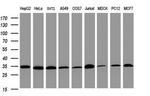 PCNA Antibody in Western Blot (WB)