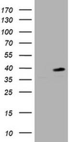 PCNA Antibody in Western Blot (WB)