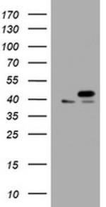 PCNA Antibody in Western Blot (WB)