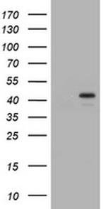 PCNA Antibody in Western Blot (WB)