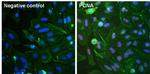 PCNA Antibody in Immunocytochemistry (ICC/IF)