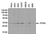 PCNA Antibody in Western Blot (WB)