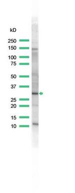 PCNA Antibody in Western Blot (WB)