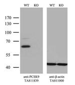 PCSK9 Antibody in Western Blot (WB)