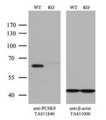 PCSK9 Antibody in Western Blot (WB)