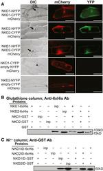 GST Tag Antibody in Western Blot (WB)