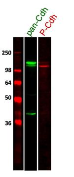 P-cadherin Antibody in Western Blot (WB)