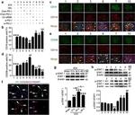 PD-1 Antibody in Immunohistochemistry (IHC)