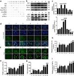 PD-1 Antibody in Western Blot (WB)