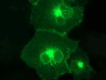 PD-L1 Antibody in Immunocytochemistry (ICC/IF)