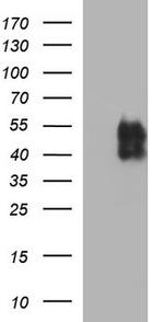 PD-L1 Antibody in Western Blot (WB)