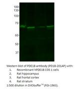 PDE1B Antibody in Western Blot (WB)