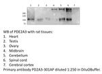 PDE2A3 Antibody in Western Blot (WB)