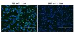 PDCD1 Antibody in Immunocytochemistry (ICC/IF)