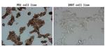 PDCD1 Antibody in Immunocytochemistry (ICC/IF)