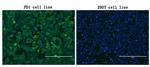 PDCD1 Antibody in Immunocytochemistry (ICC/IF)