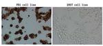 PDCD1 Antibody in Immunocytochemistry (ICC/IF)