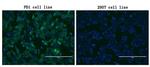 PDCD1 Antibody in Immunocytochemistry (ICC/IF)