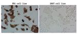 PDCD1 Antibody in Immunocytochemistry (ICC/IF)