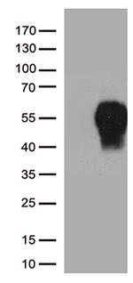 PDCD1 Antibody in Western Blot (WB)