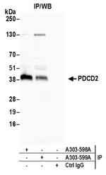 PDCD2 Antibody in Western Blot (WB)