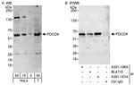 PDCD4 Antibody in Western Blot (WB)