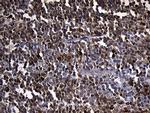 PDCL3 Antibody in Immunohistochemistry (Paraffin) (IHC (P))