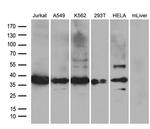 PDCL3 Antibody in Western Blot (WB)