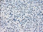 PDE10A Antibody in Immunohistochemistry (Paraffin) (IHC (P))