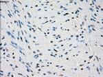 PDE10A Antibody in Immunohistochemistry (Paraffin) (IHC (P))