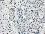 PDE10A Antibody in Immunohistochemistry (Paraffin) (IHC (P))