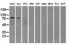 PDE10A Antibody in Western Blot (WB)